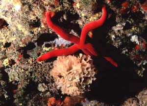 Ecosistema con posidonia oceanica 